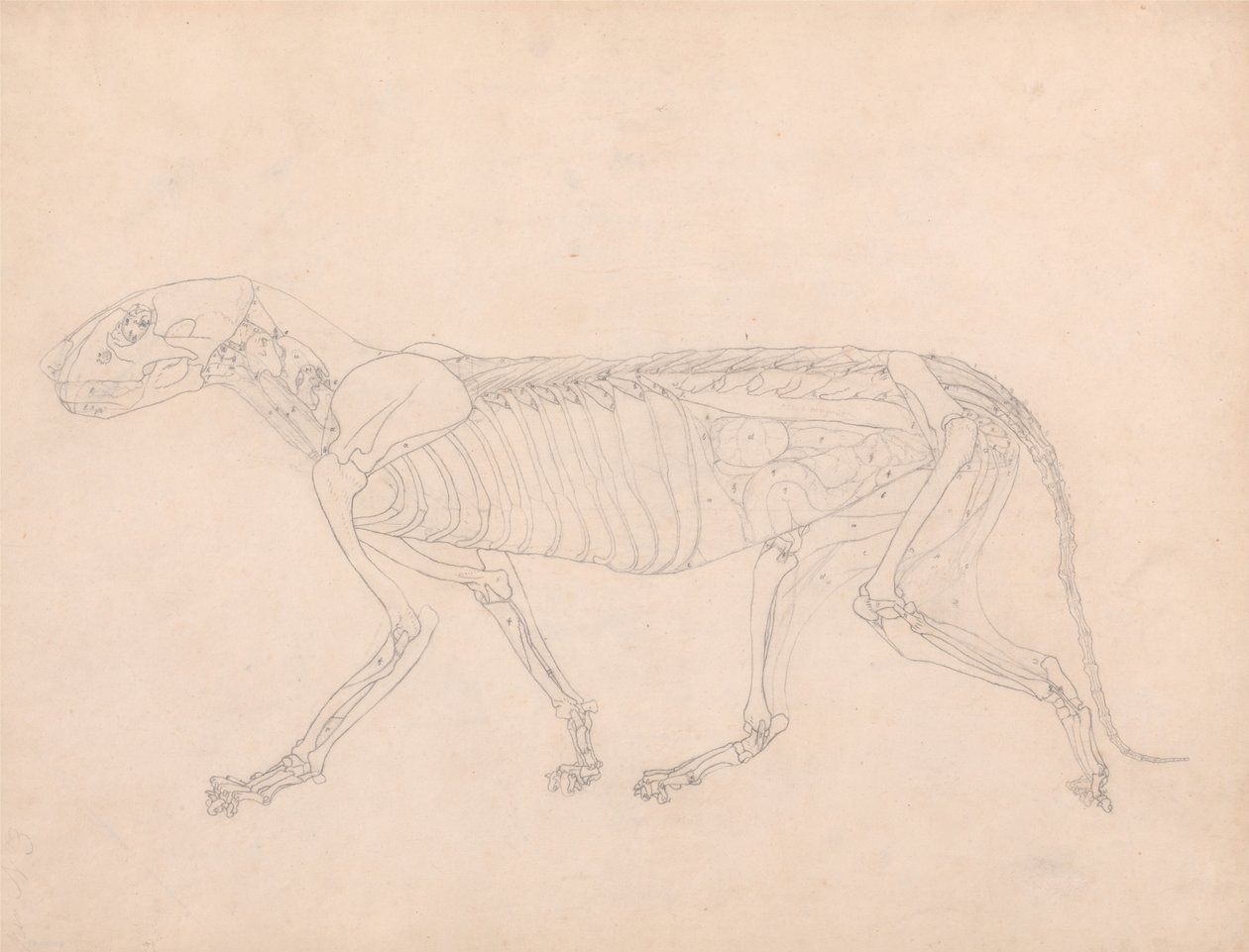  av George Stubbs