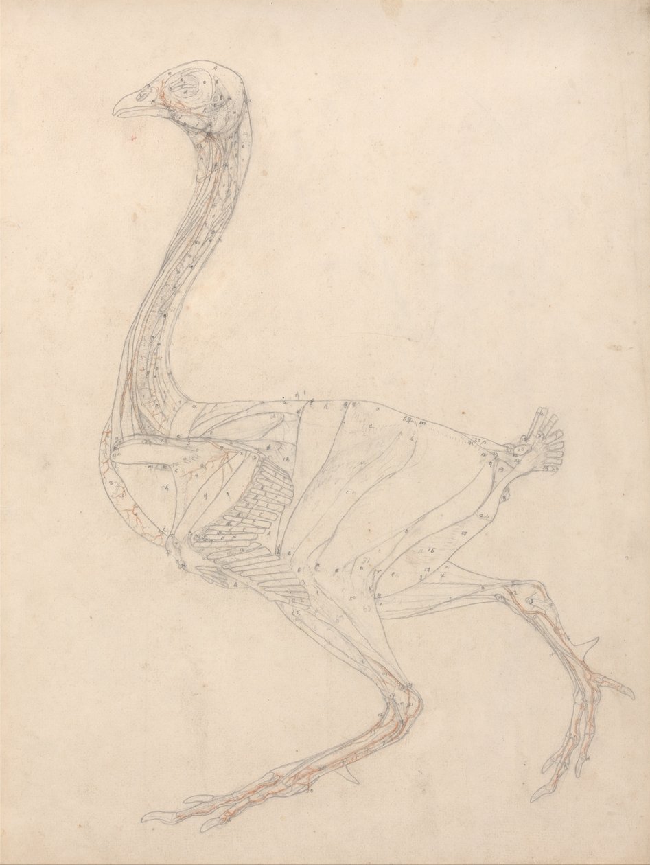  av George Stubbs