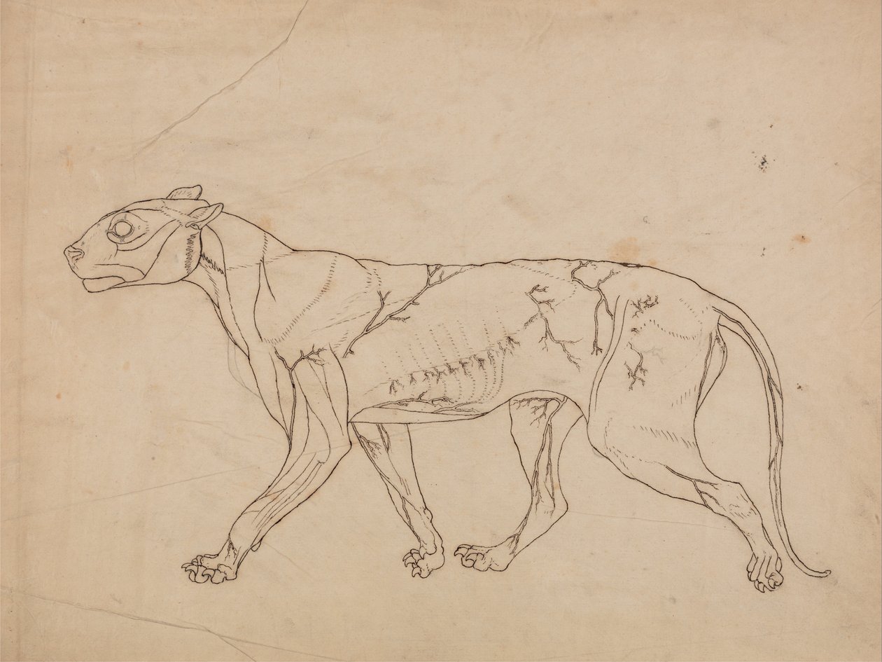  av George Stubbs
