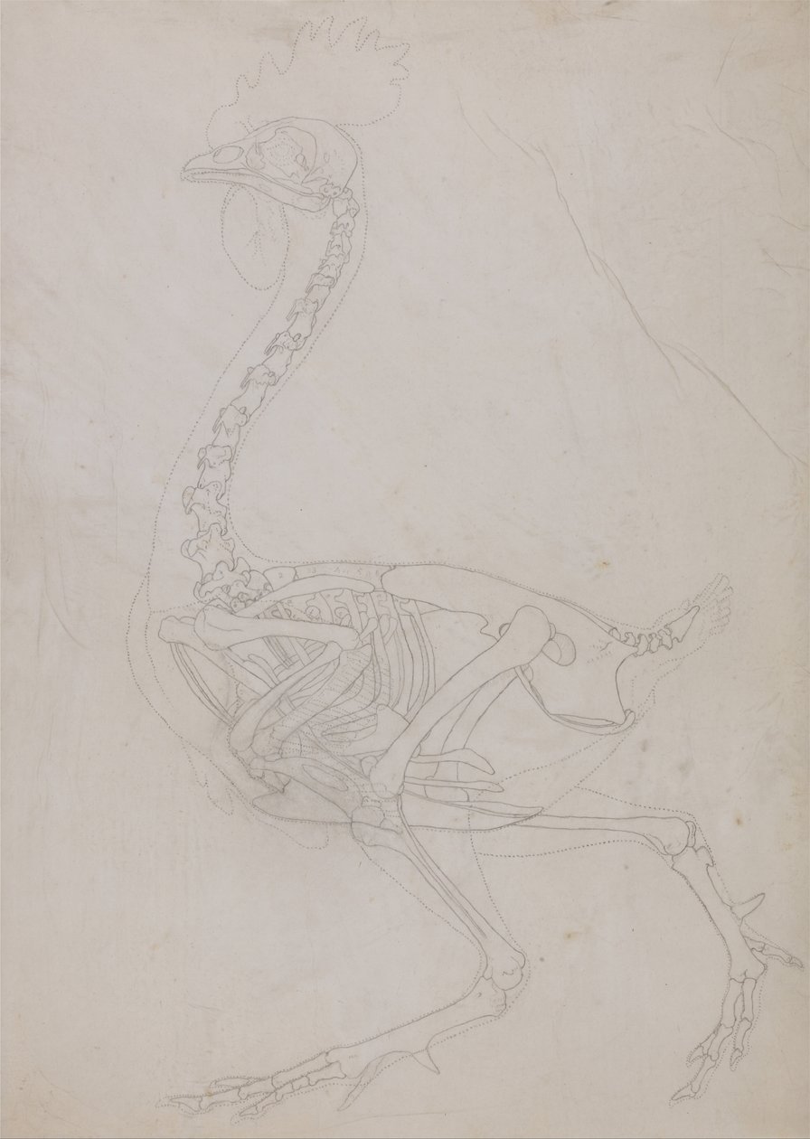 av George Stubbs