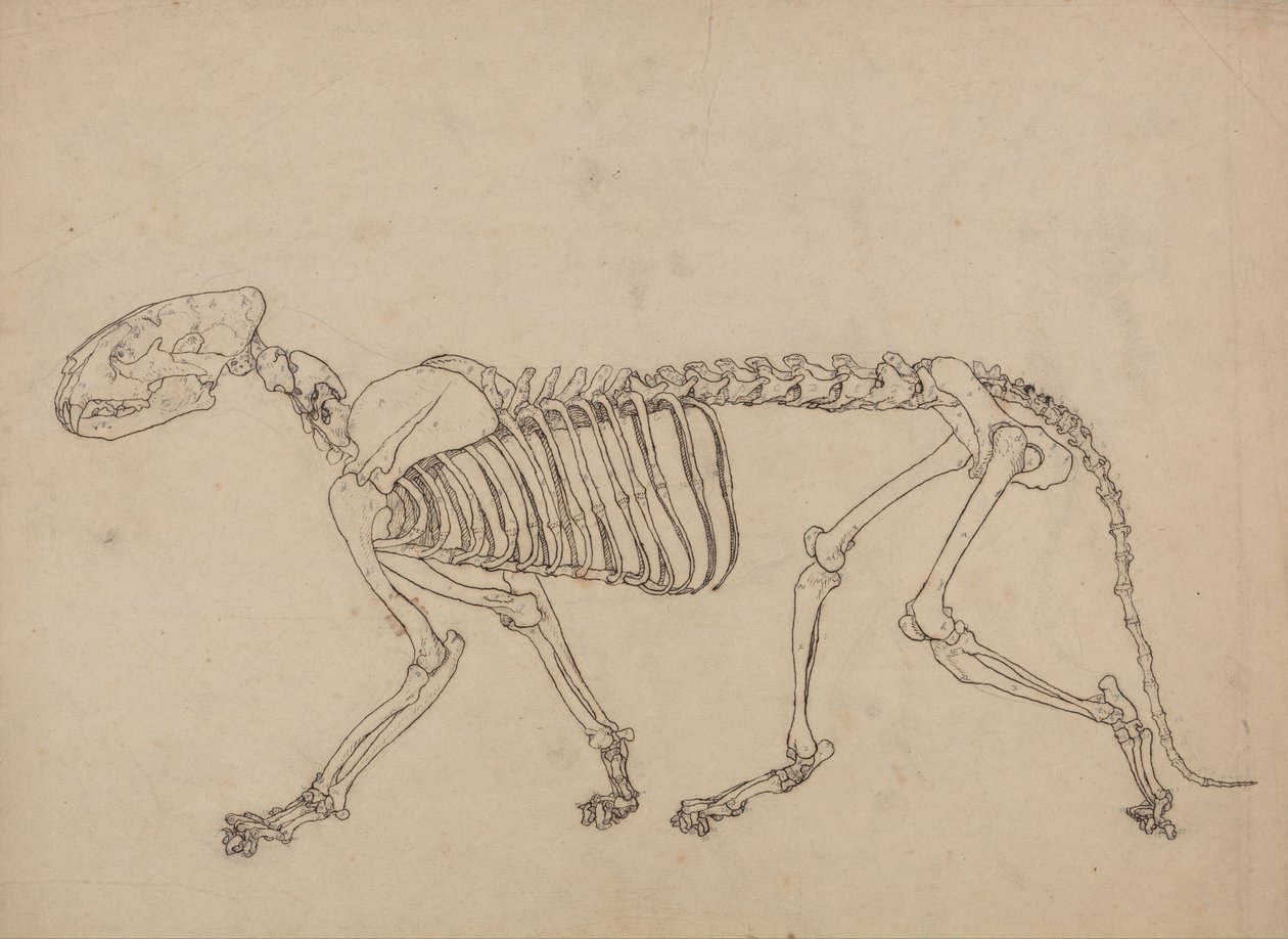  av George Stubbs