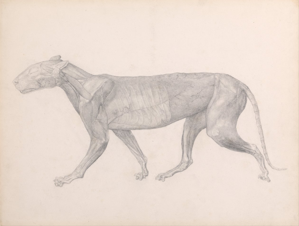  av George Stubbs