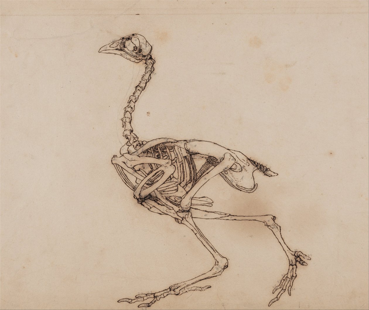  av George Stubbs