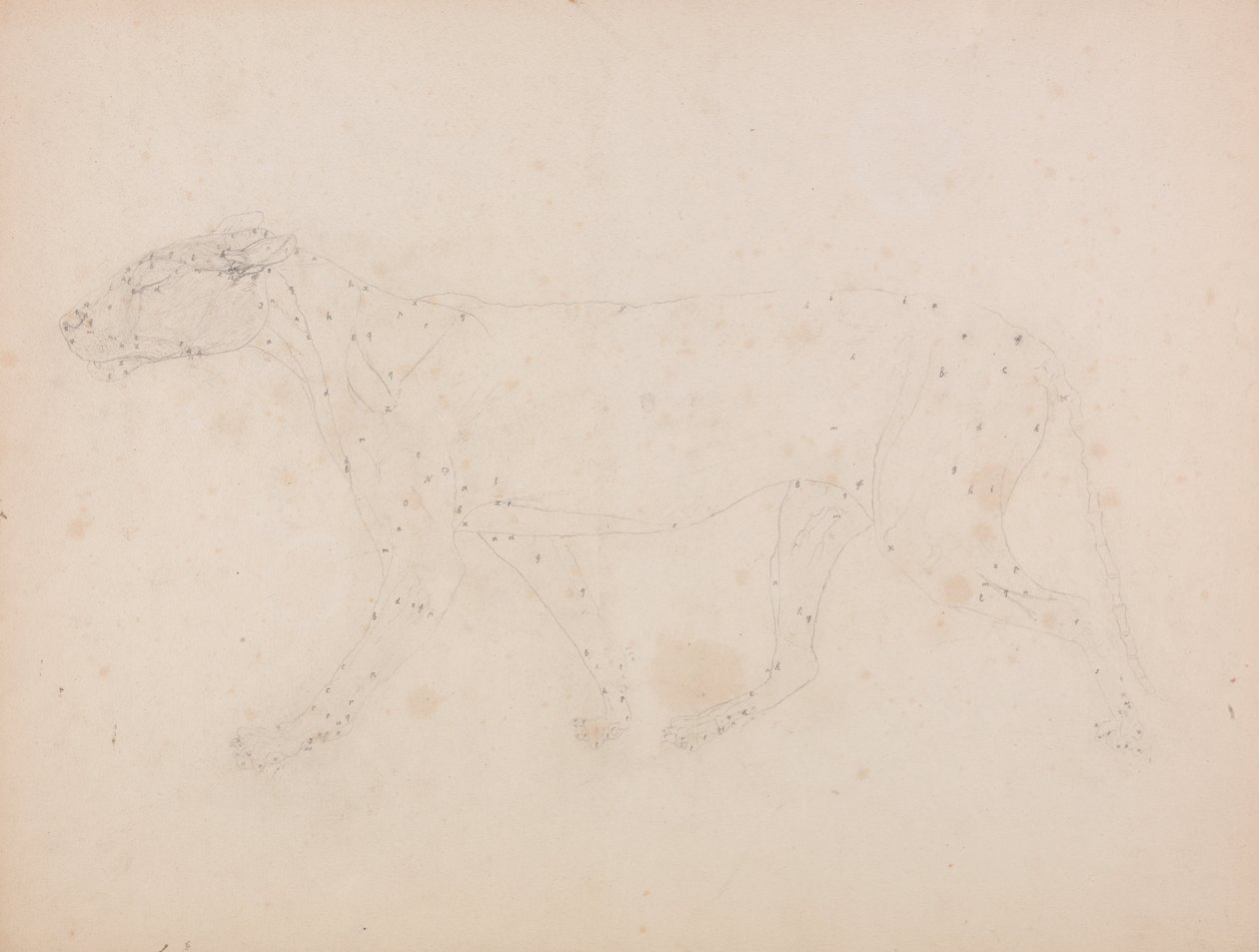  av George Stubbs