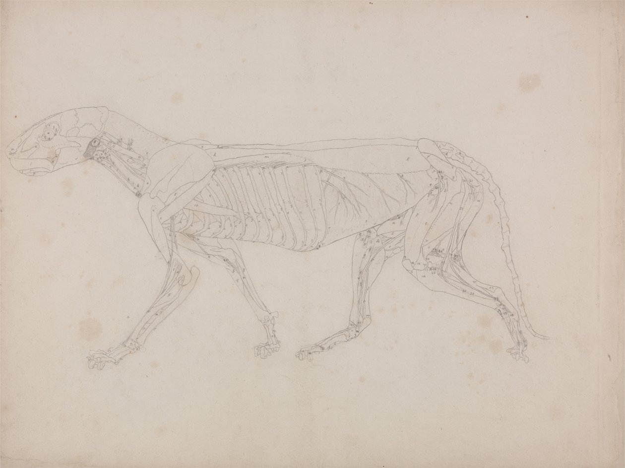  av George Stubbs