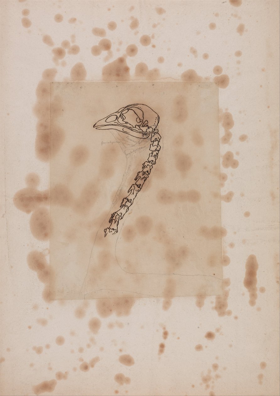  av George Stubbs