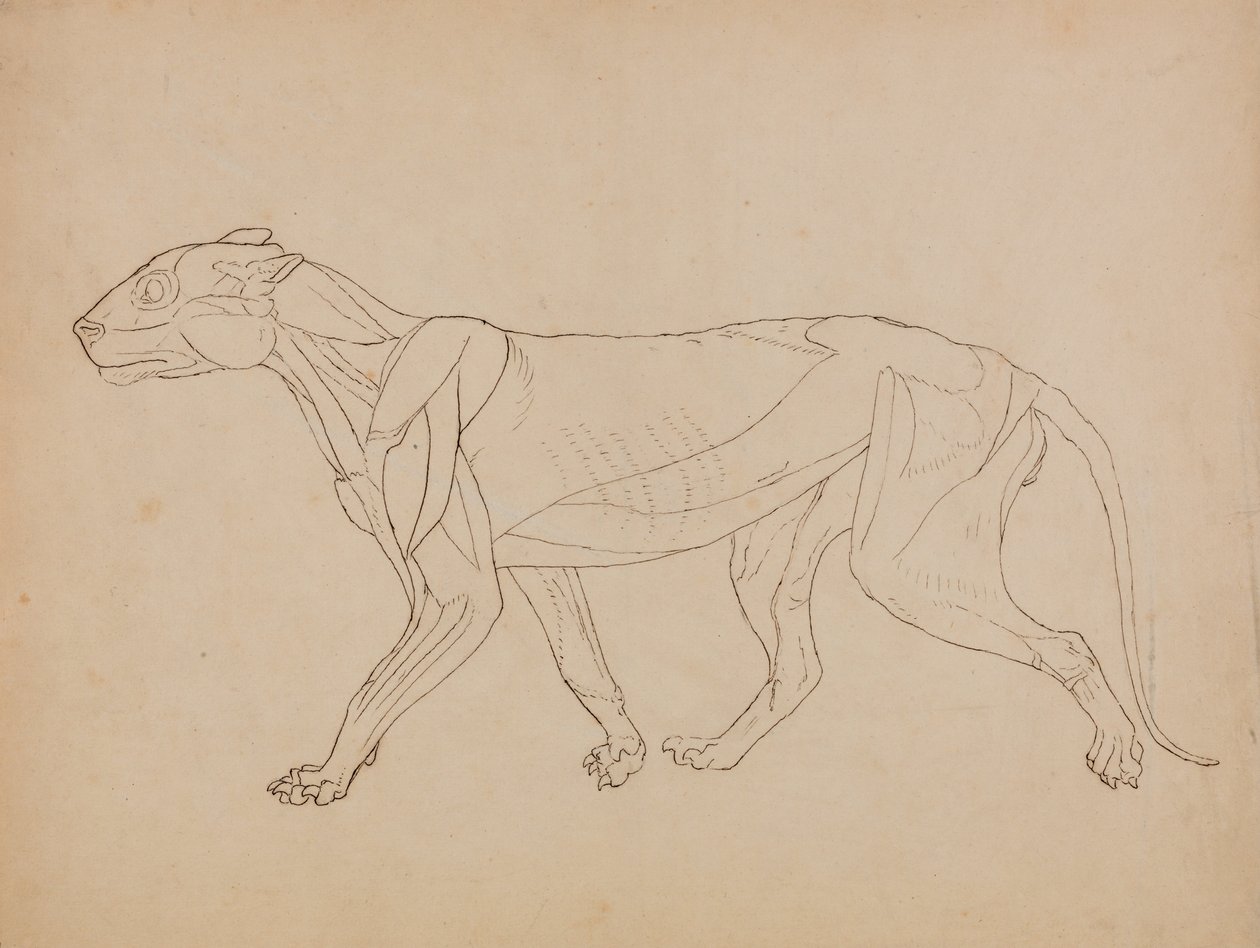  av George Stubbs
