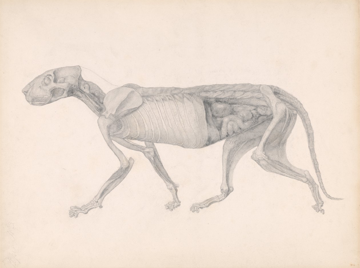 En sammenlignende anatomisk utstilling av strukturen til menneskekroppen med strukturen til en tiger og en fugl: tigerkropp, sidevisning, 1795-1806 (grafitt på papir) av George Stubbs