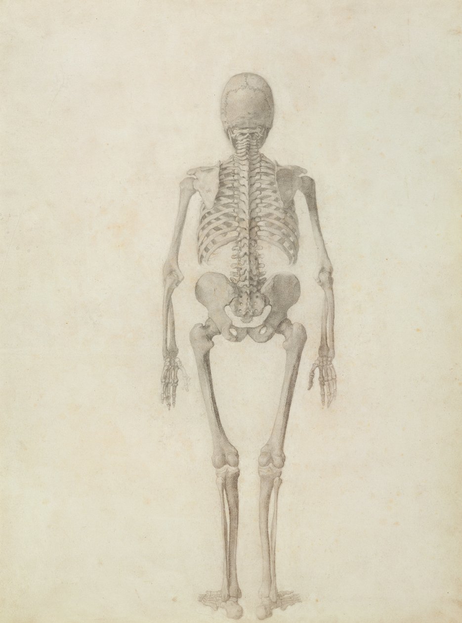En sammenlignende anatomisk fremstilling av strukturen til menneskekroppen med strukturen til en tiger og en fugl: menneskeskjelett, posteriort syn av George Stubbs