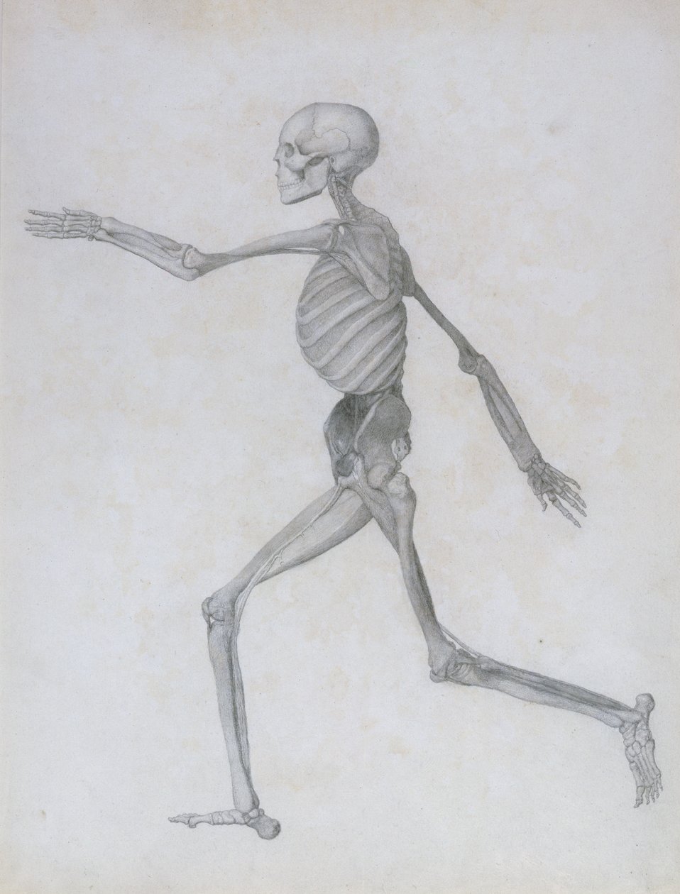 En sammenlignende anatomisk utstilling av strukturen til menneskekroppen med strukturen til en tiger og en fugl: menneskelig figur, sidevisning, 1795-1806 av George Stubbs