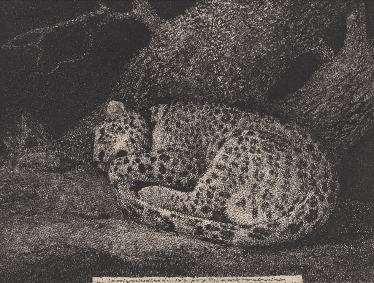 En sovende leopard, gravert av kunstneren, pub. 1791 (radering) av George Stubbs