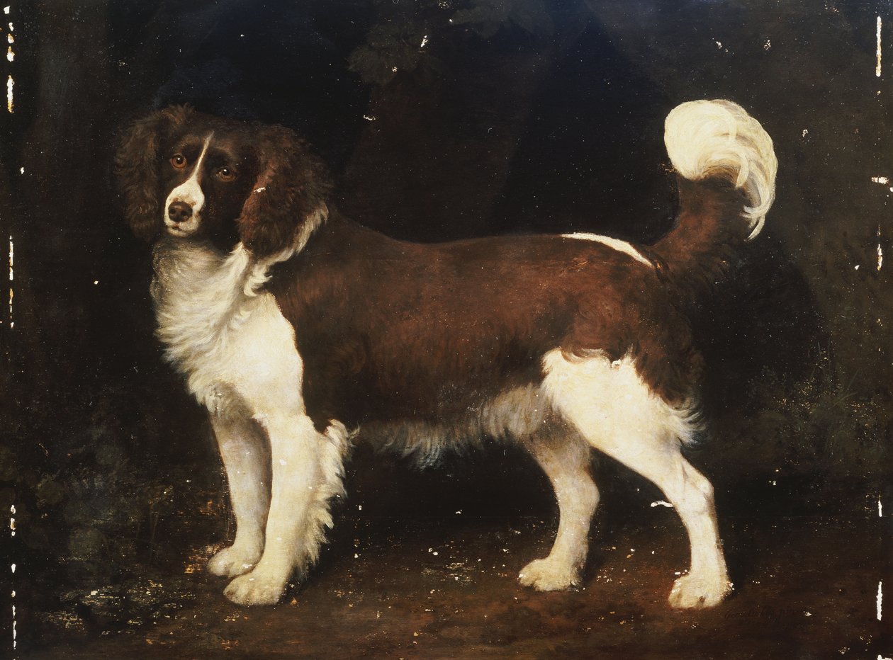 En spaniel i et landskap, 1784 av George Stubbs
