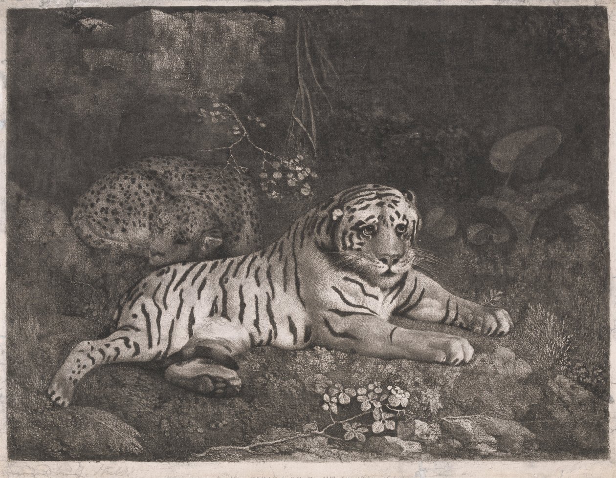 En tiger og en sovende leopard av George Stubbs