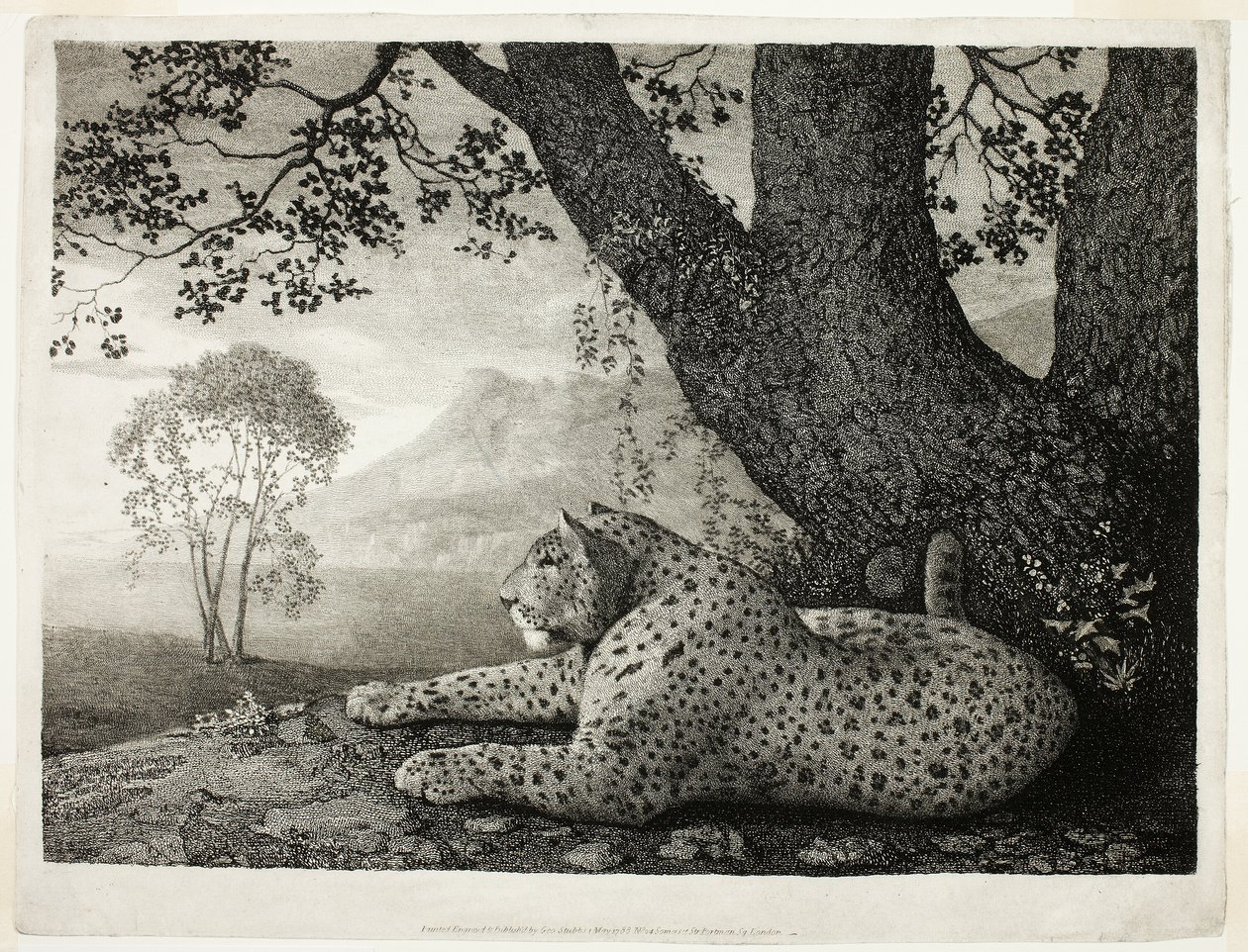 En Tyger (en liggende leopard ved et tre) av George Stubbs