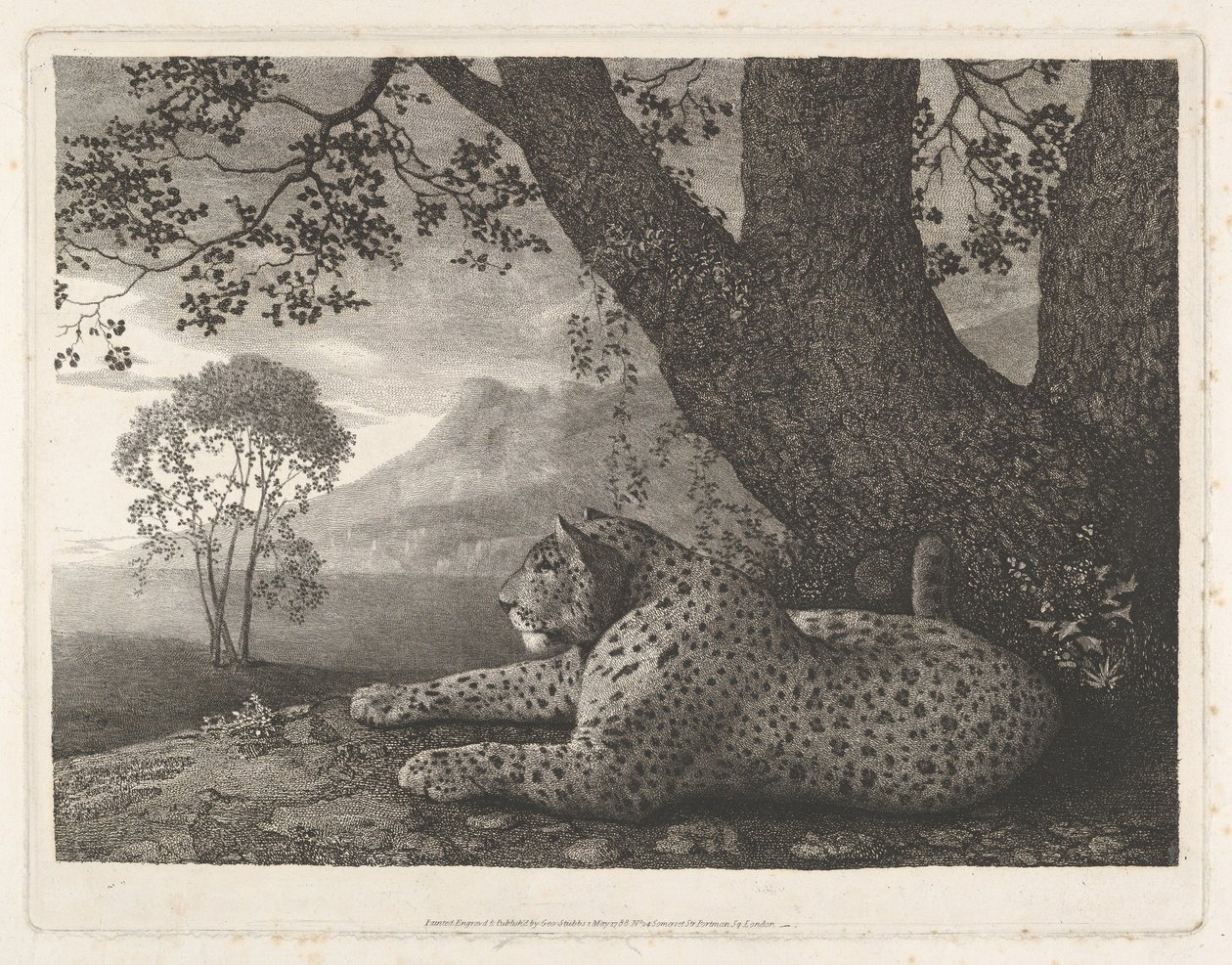 En tiger (en liggende leopard ved et tre) av George Stubbs