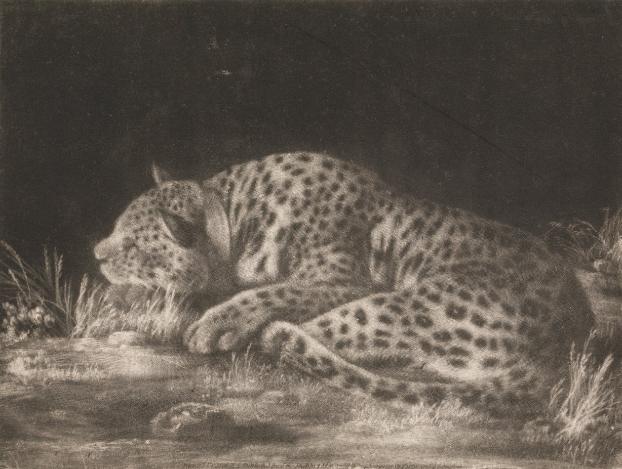 En Tyger (sovende leopard) av George Stubbs