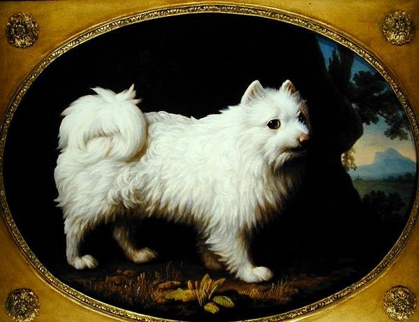 A White Spitz, ca. 1770 (olje på emaljeporselen) av George Stubbs