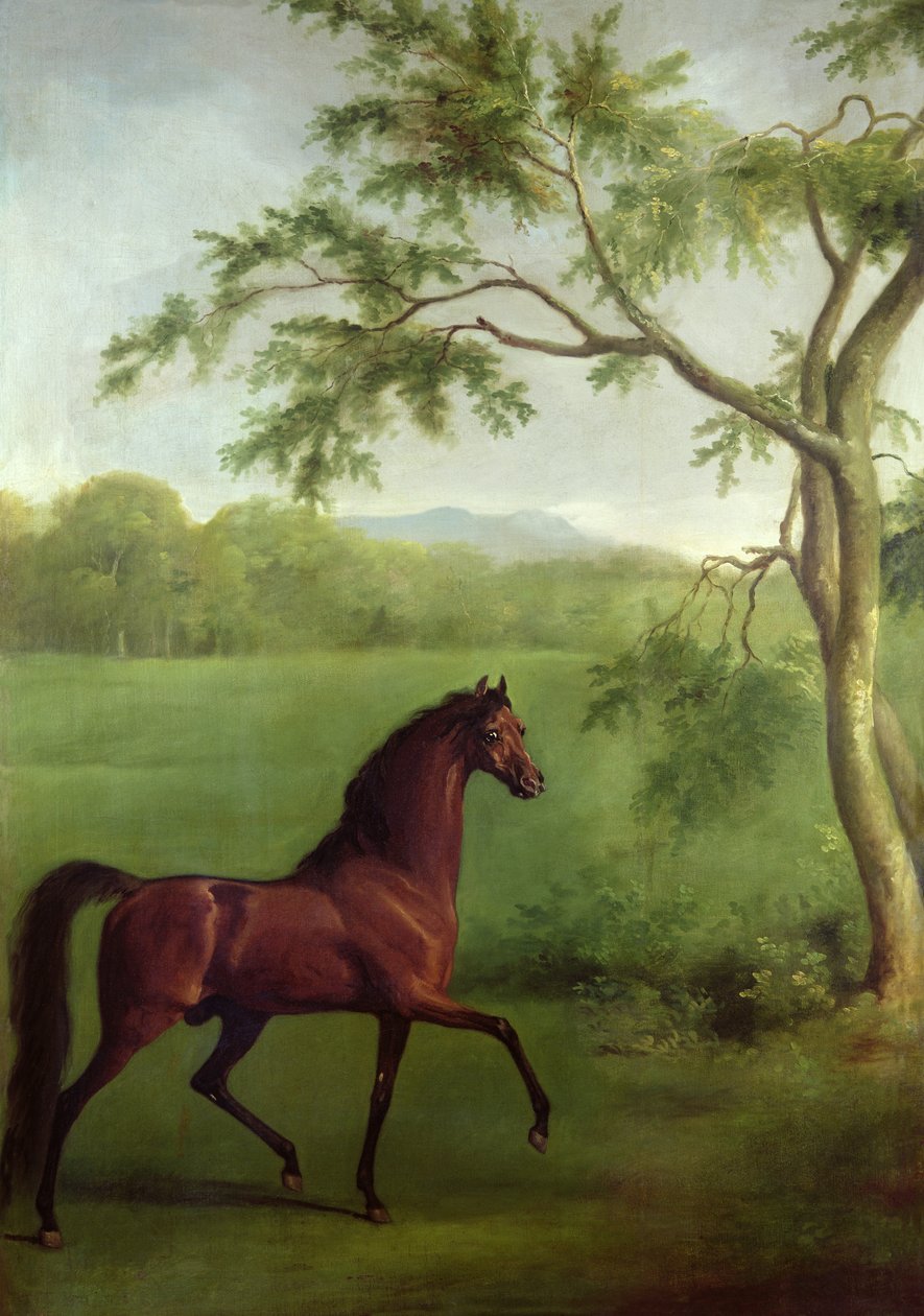 En arabisk hingst under et tre, ca. 1761-63 (olje på lerret) av George Stubbs