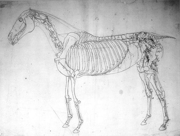 Anatomisk studie av en hest (penn og blekk og blyant på papir) av George Stubbs