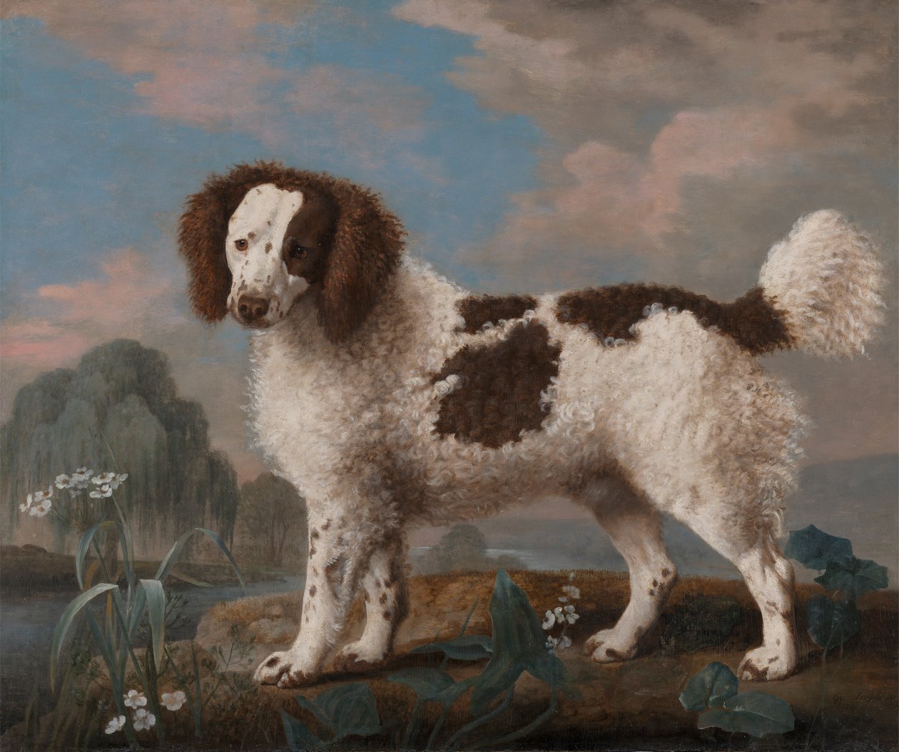 Brun og hvit Norfolk eller Water Spaniel av George Stubbs