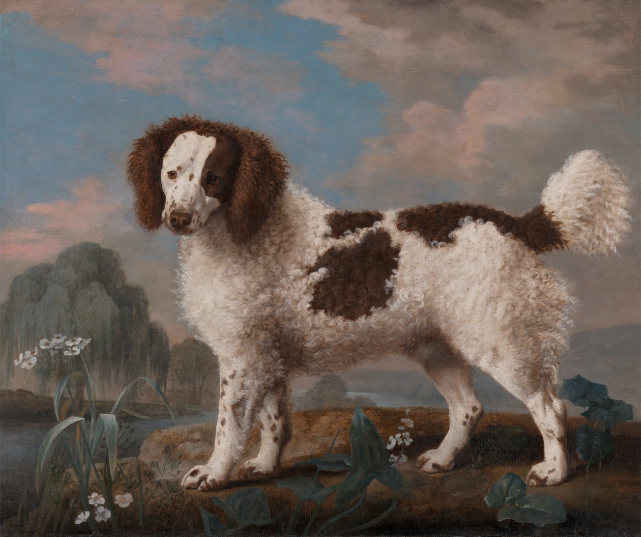 Brun og hvit Norfolk eller Water Spaniel, 1778. av George Stubbs