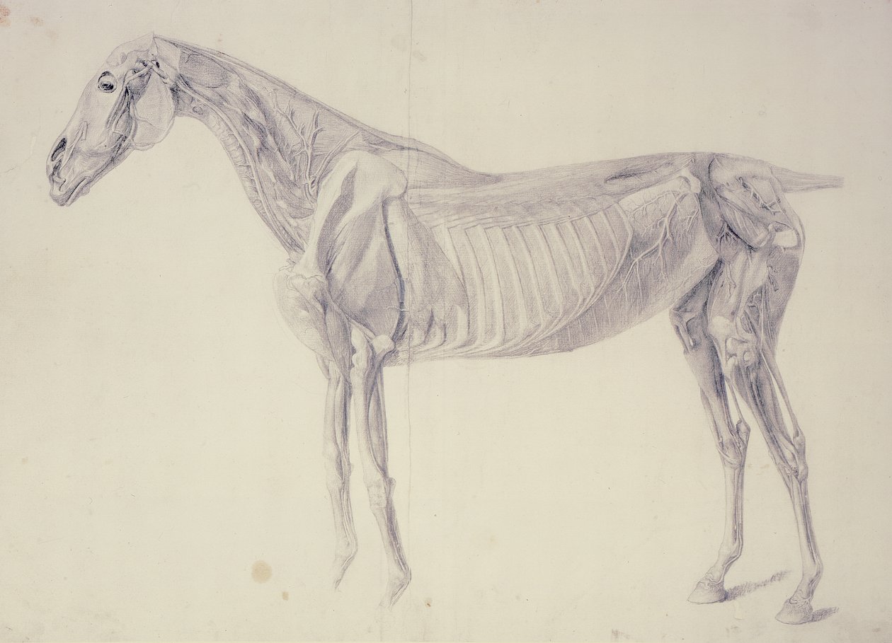 Diagram fra The Anatomy of the Horse av George Stubbs