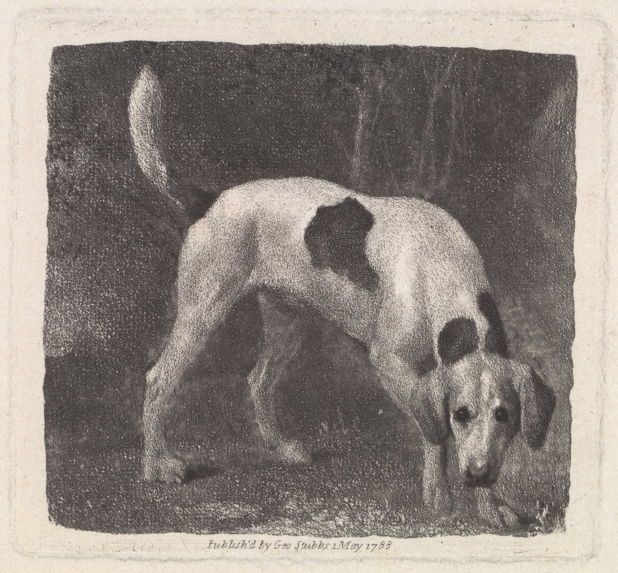 Dog (A Foxhound on the Scent) gravert av kunstneren, pub. 1788 av George Stubbs