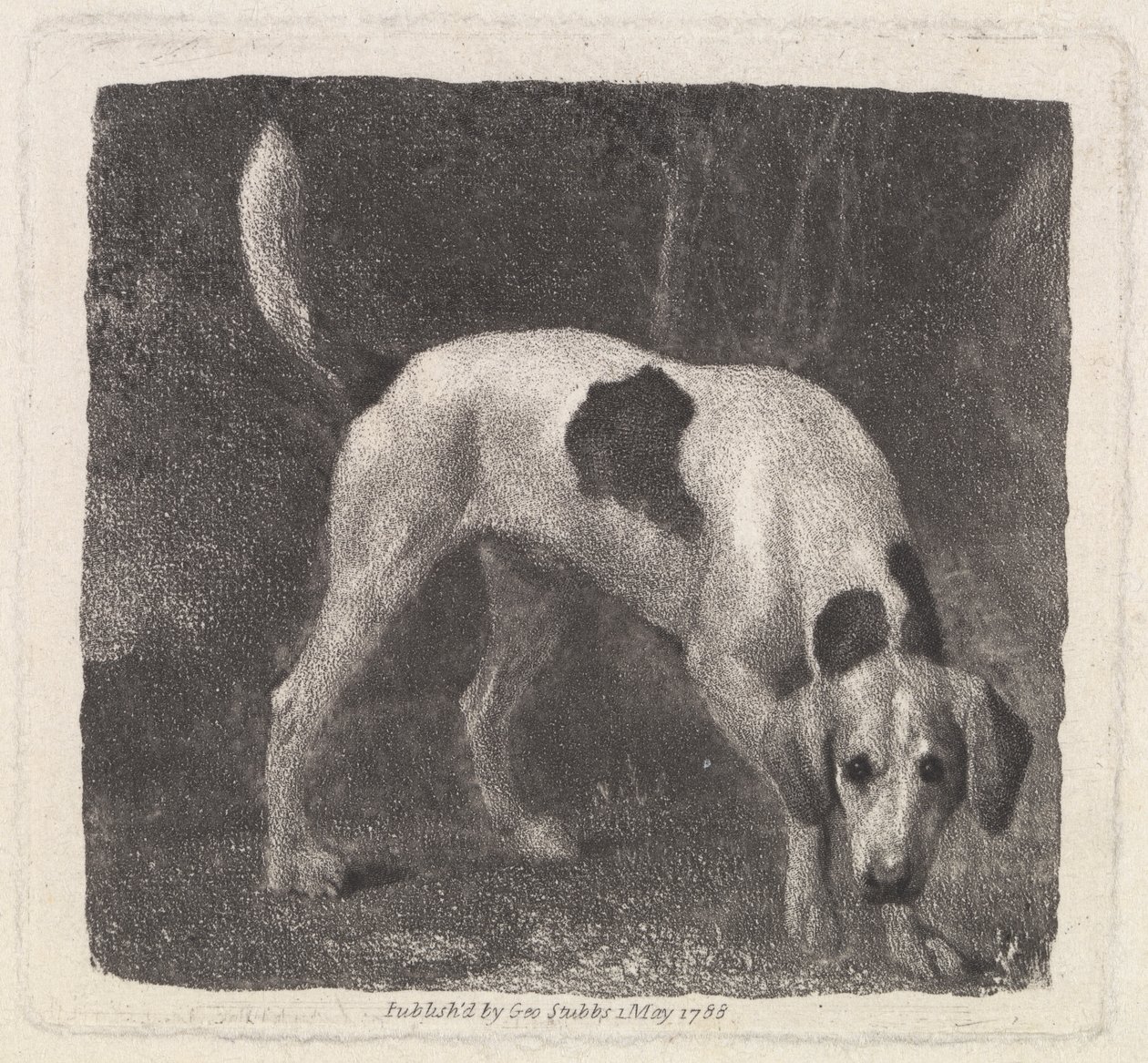 Hund [En revehund på duften] av George Stubbs
