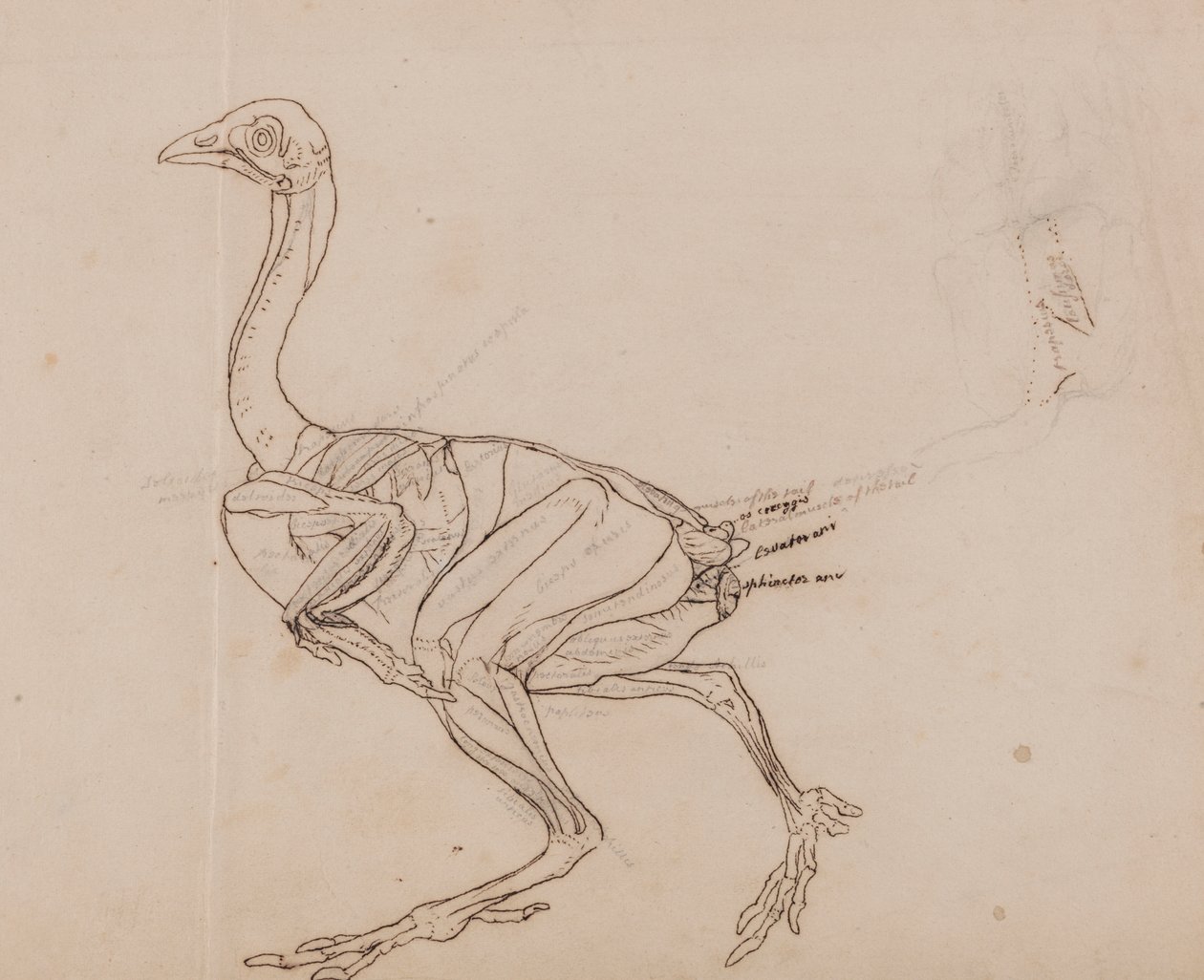 Dorking Hen Body, Lateral View (konturtegning av musklene) av George Stubbs