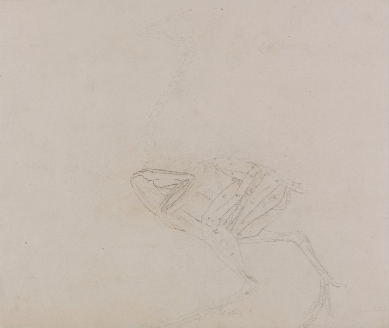 Dorking Hen Body, Lateral View (Studie av musklene i kroppen og lemmer på et senere stadium av disseksjon) av George Stubbs