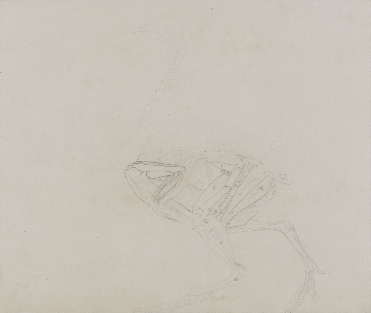 Dorking Hen Body, Lateral View, fra en sammenlignende anatomisk utstilling av strukturen til menneskekroppen med strukturen til en tiger og en vanlig fugl, 1795-1806 (grafitt på tynt vevd papir) av George Stubbs