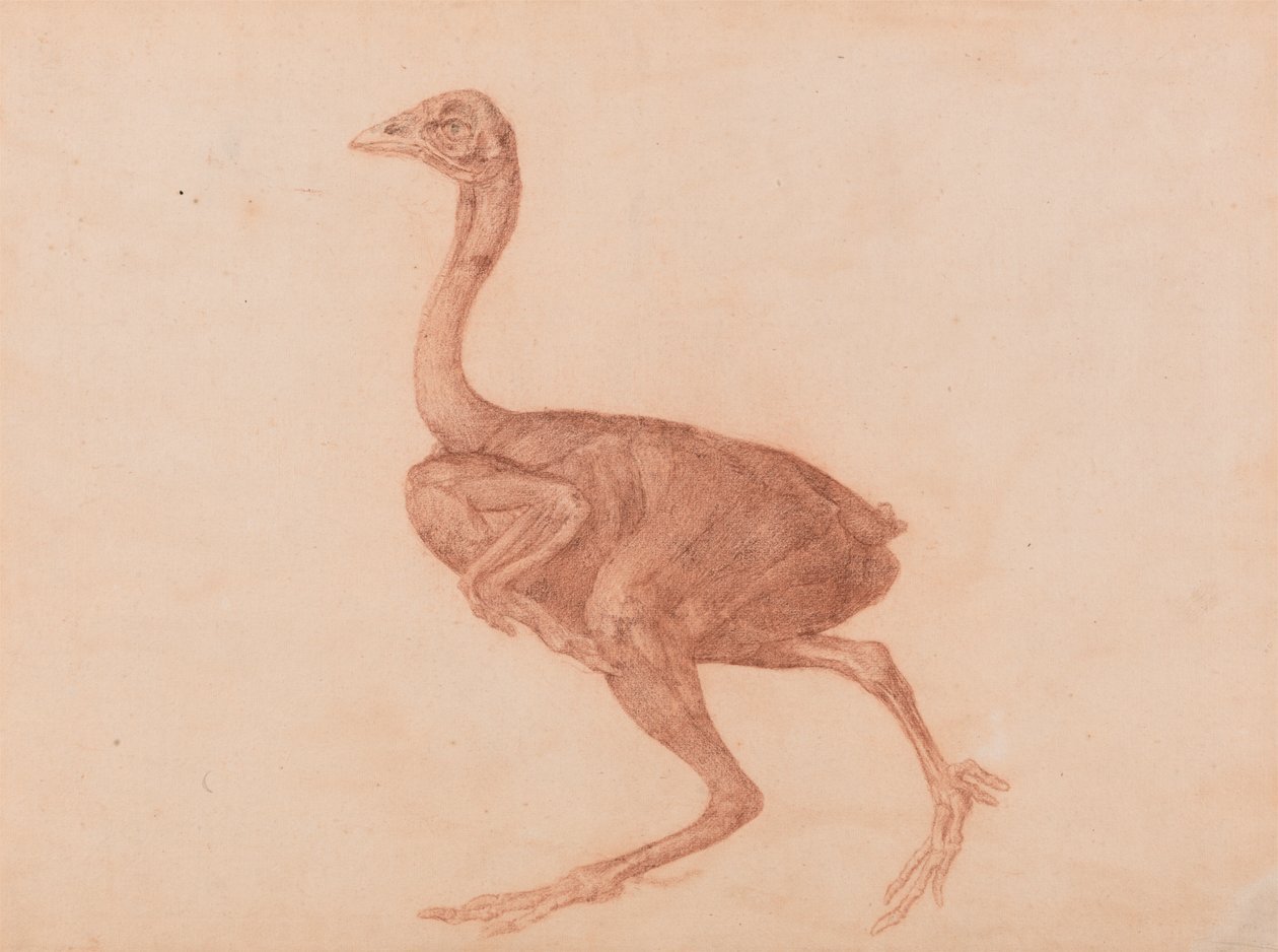 Dorking høne, sett fra siden av George Stubbs