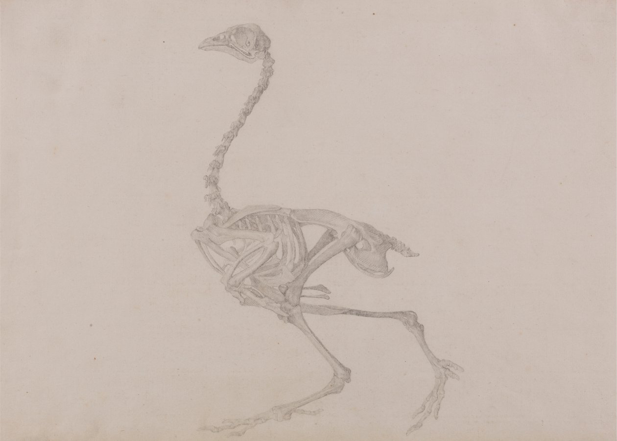 Dorking Hen Skeleton, Lateral View (Ferdig studie for en upublisert tabell) av George Stubbs