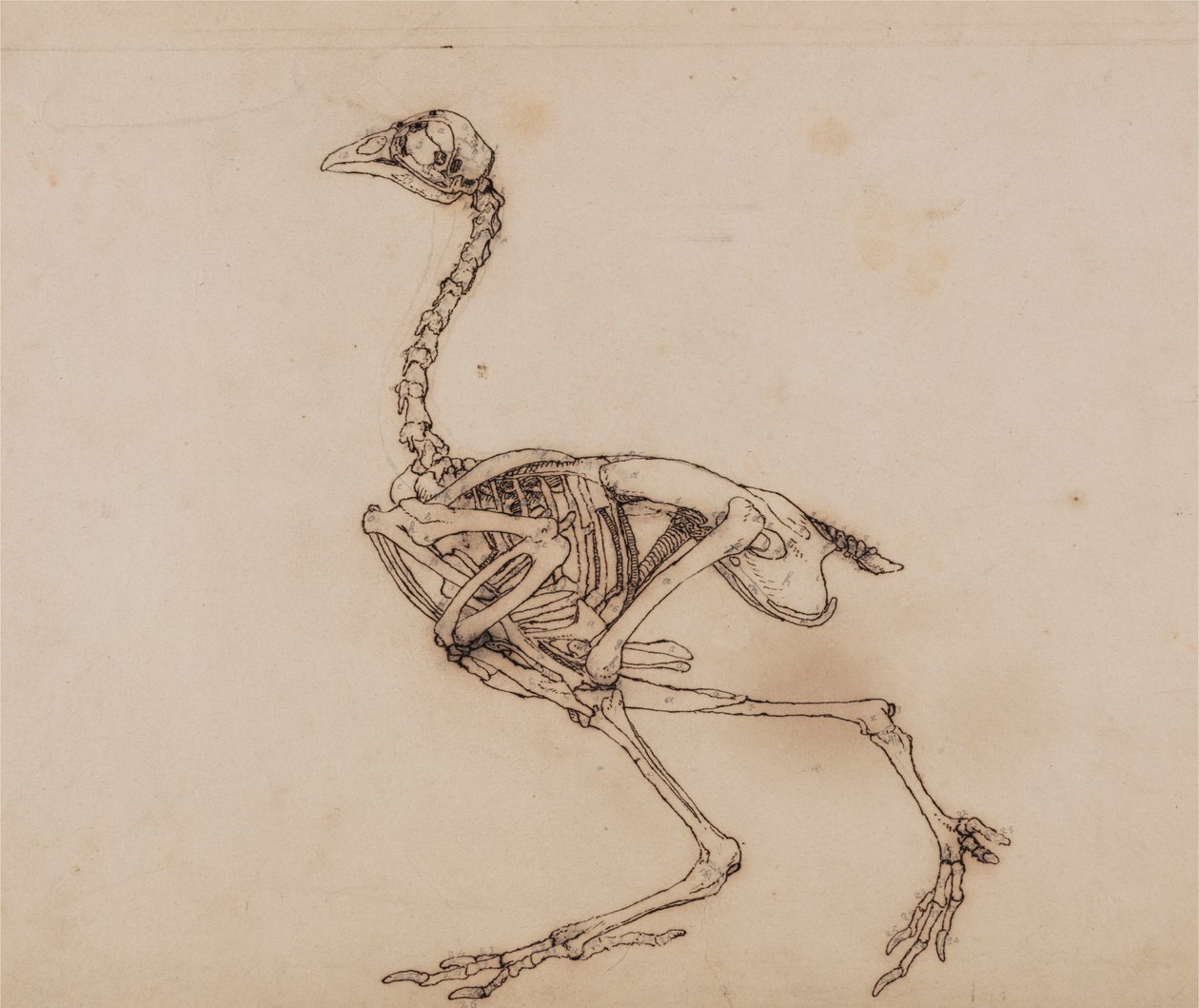 Dorking Hen Skeleton, Lateral View (Sannsynligvis forberedt på en upublisert nøkkelfigur) av George Stubbs
