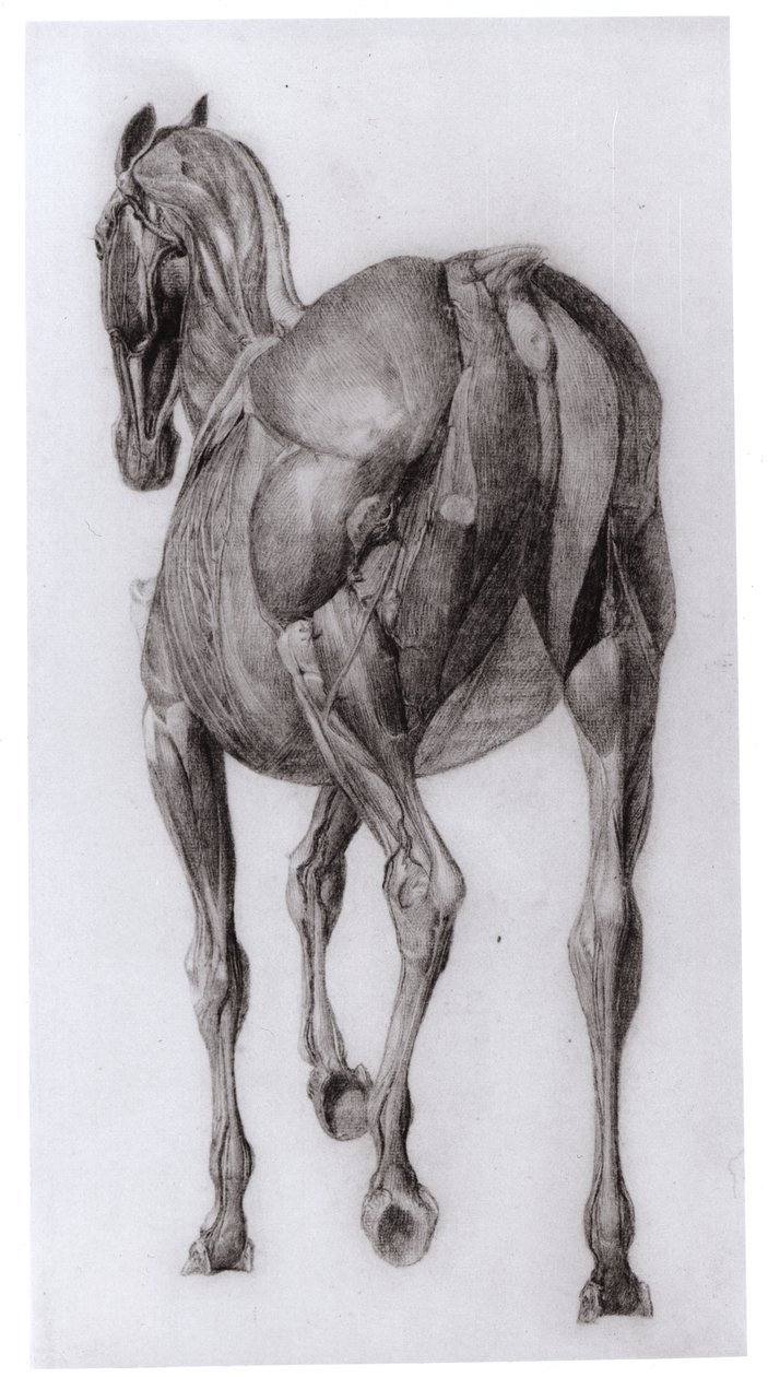 Ryggsyn av muskelstrukturen til en progressivt dissekert hest, studie nr. 7 fra The Anatomy of the Horse, 1766 av George Stubbs