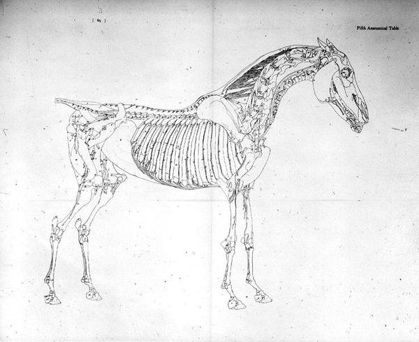 Fifth Anatomical Table, fra 