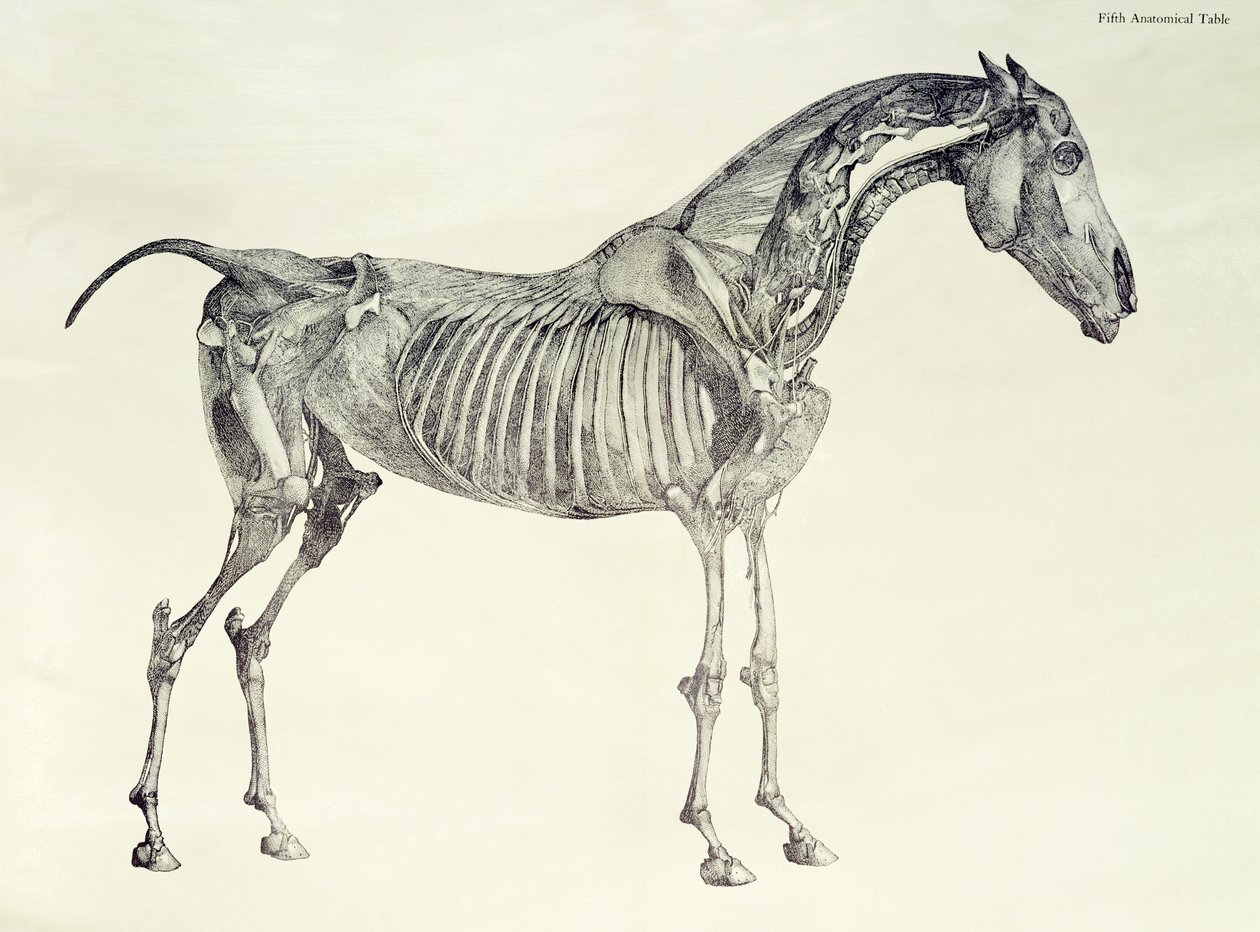 Femte anatomiske tabell, fra 