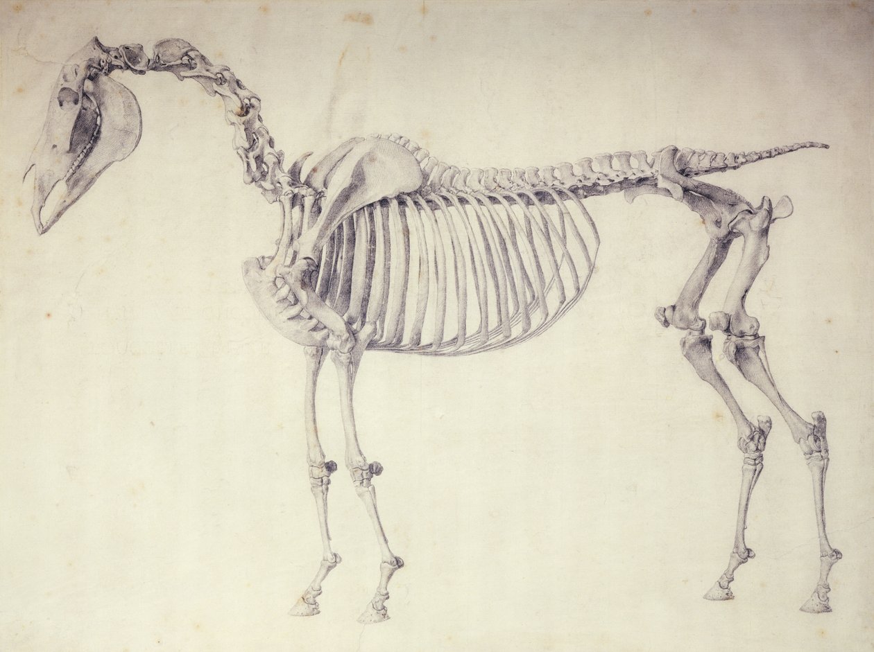 Fifth Anatomical Table, fra 