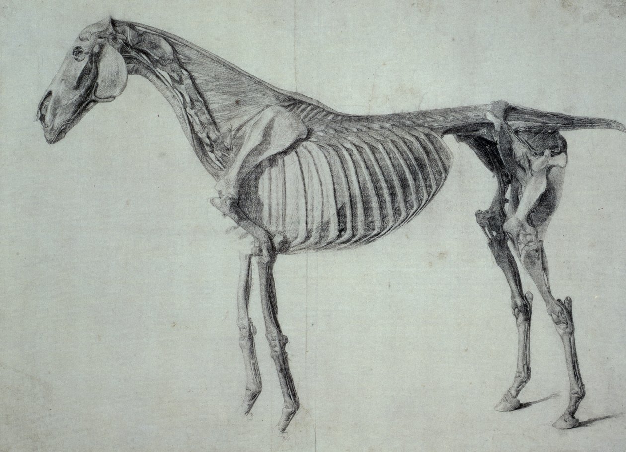 Fullført studie for det femte anatomiske bordet til en hest (grafitt på papir) av George Stubbs
