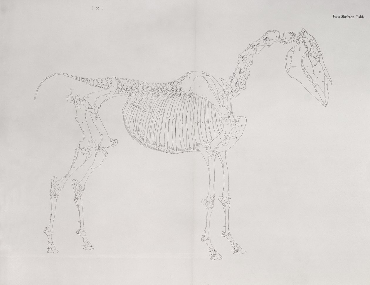 Første skjelettbord, fra 'The Anatomy of the Horse' av George Stubbs