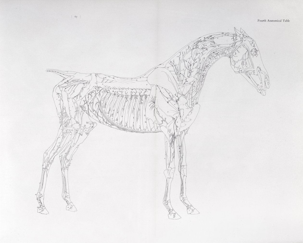 Fjerde anatomiske tabell, fra 