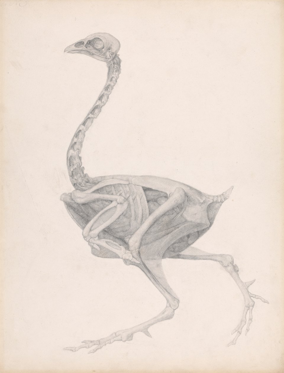 Fowl Body, Lateral View (Svært fullført studie for en upublisert tabell; viser siste fase i disseksjon) av George Stubbs