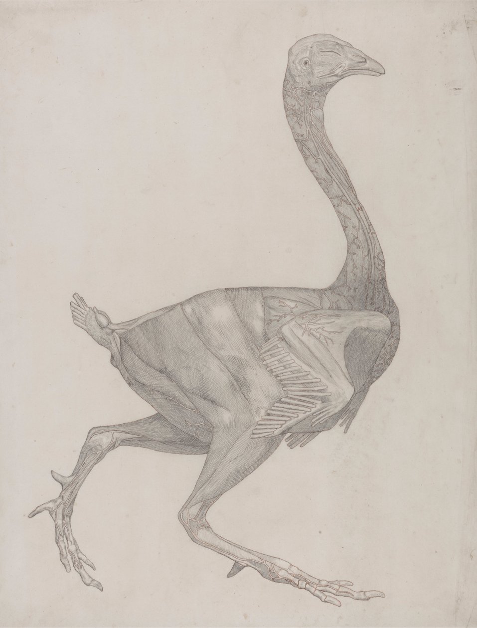 Fuglekropp, sett fra siden (sannsynligvis klargjort for overføring til platen for gravering av tabell XV) av George Stubbs