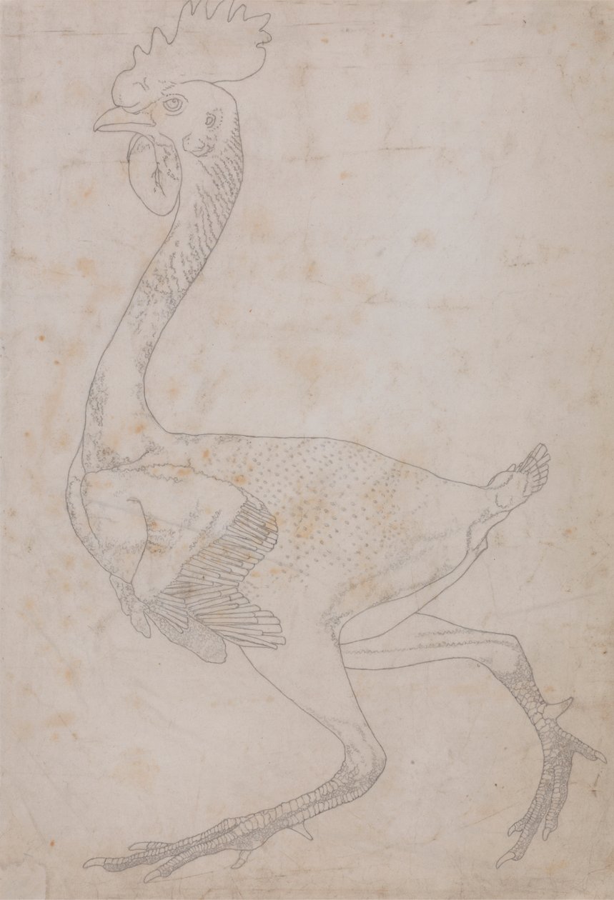 Fuglekropp, sett fra siden (sannsynligvis klargjort for overføring til platen for gravering av nøkkelfiguren til tabell X) av George Stubbs