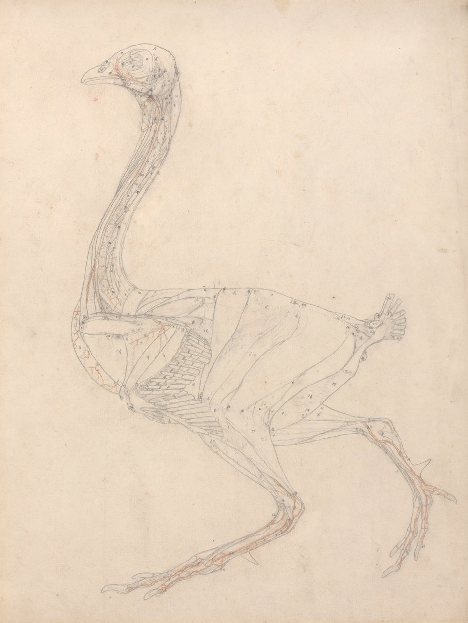 Fuglekropp, sidevisning (studie for nøkkelfiguren til tabell XV) av George Stubbs