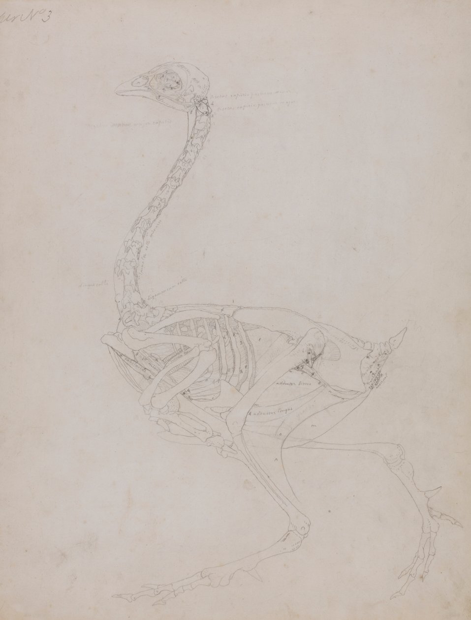 Kroppen av fugl, sett fra siden av George Stubbs