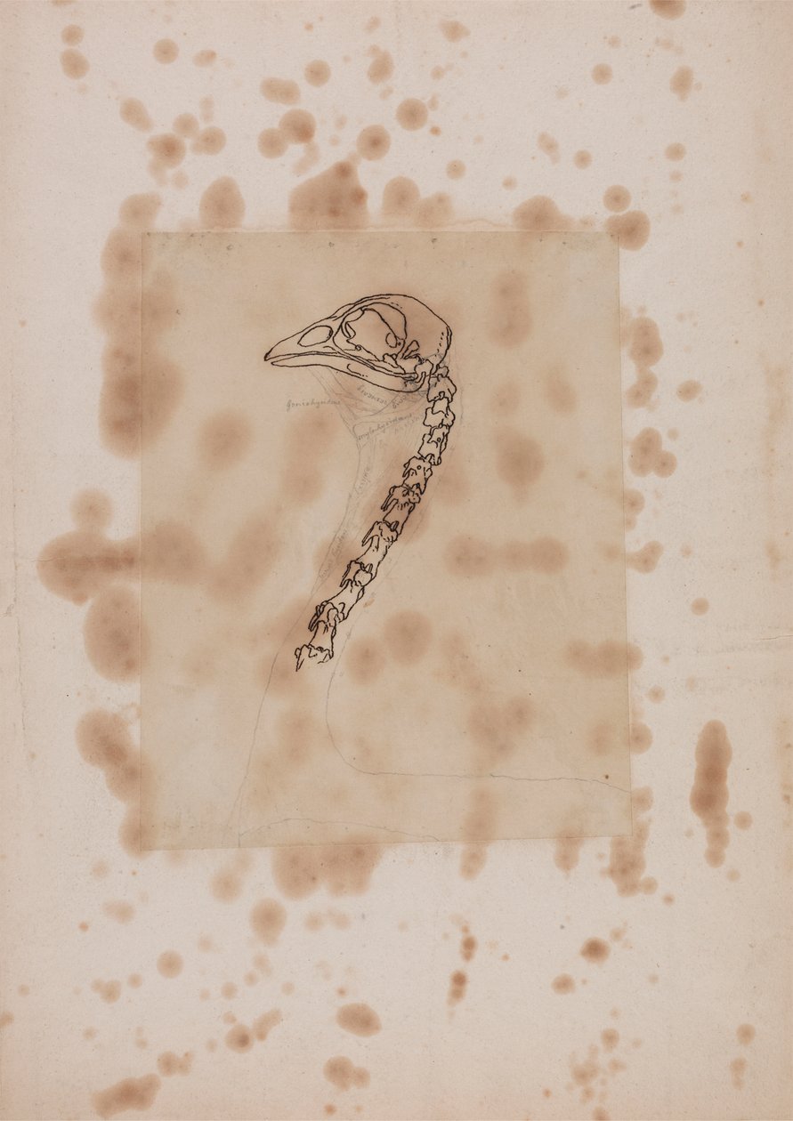 Hønsehode og -hals, sett fra siden av George Stubbs