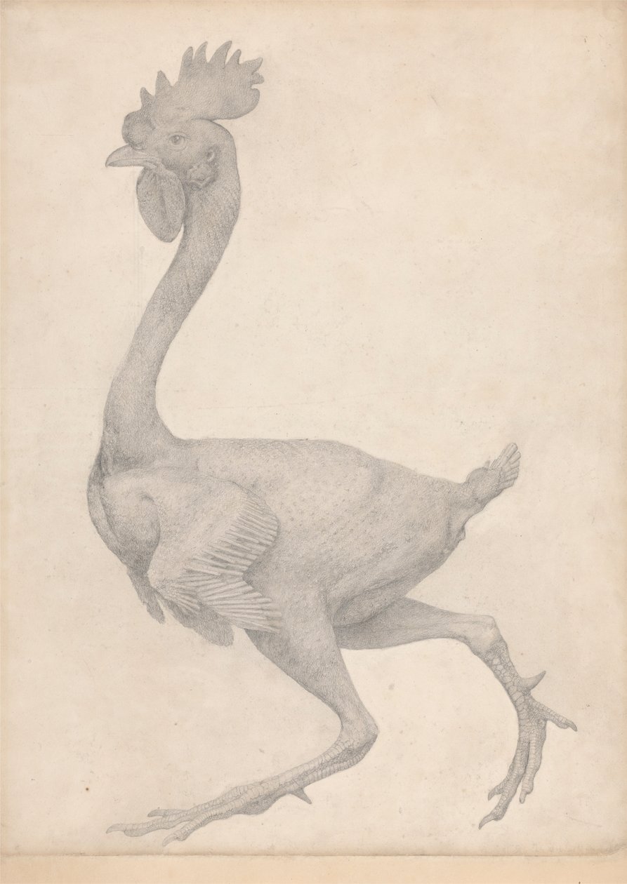 Høns, sett fra siden med de fleste fjær fjernet (ferdig studie for tabell X) av George Stubbs