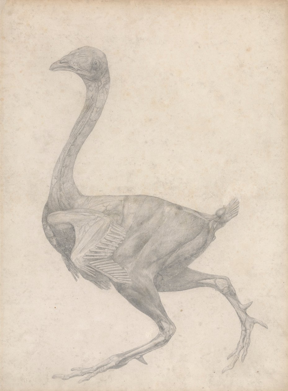 Høns, sett fra siden, med hud og underliggende fassielle lag fjernet (ferdig studie for tabell XV) av George Stubbs
