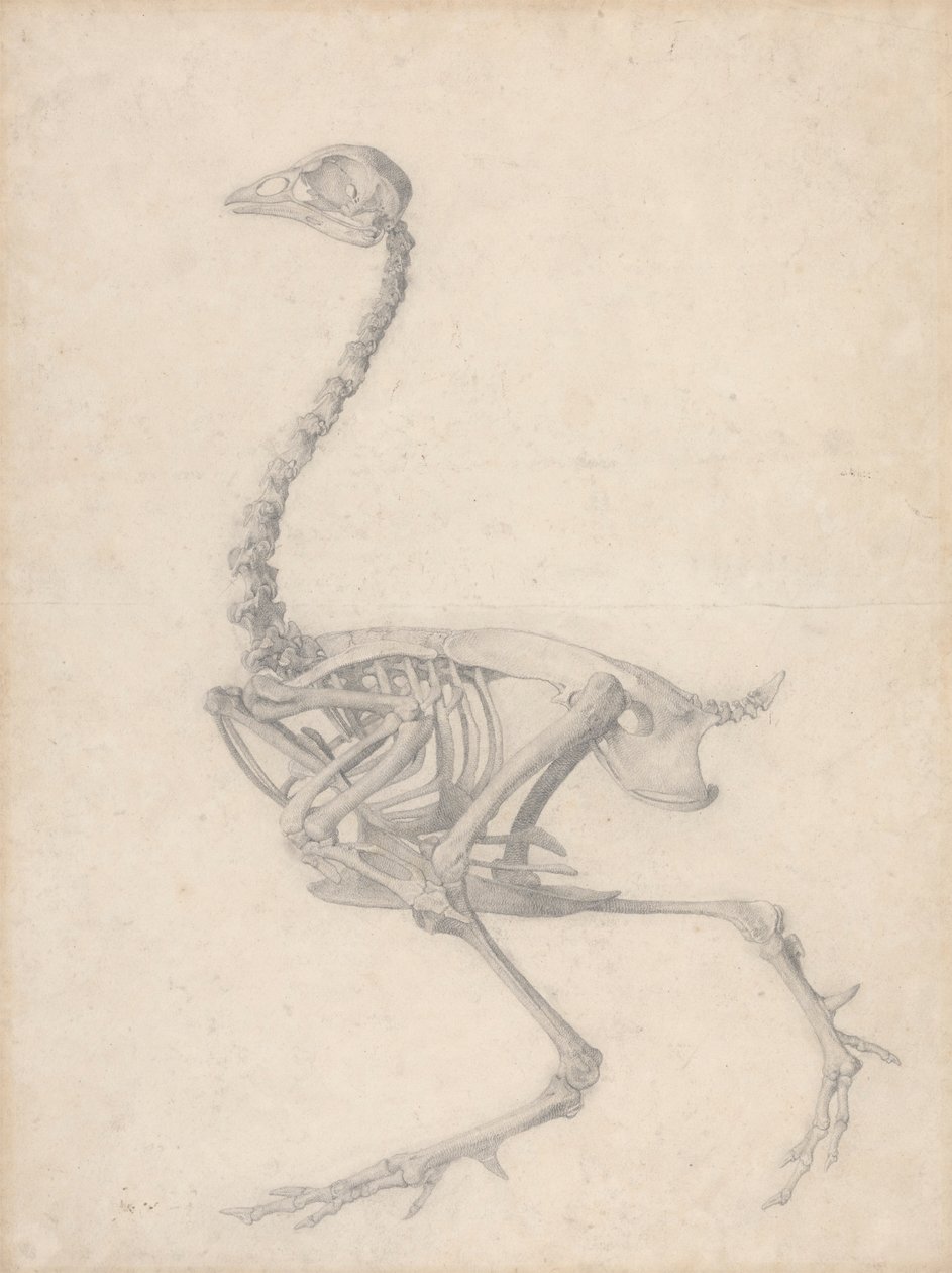 Fowl Skjelett, sidevisning (ferdig studie for tabell V) av George Stubbs